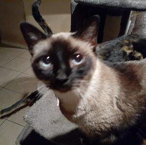 Meet your Posher, Joyce